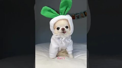 Dogs and Cats Playing - cute dogs of tiktok