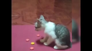 smart cat can identify colors #shorts #cat #animals