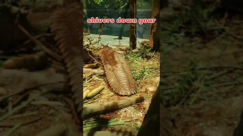 Arthropleura #shorts #shortsfeed #shortsviral #shortsviral #didyouknow #viral #facts #factshorts