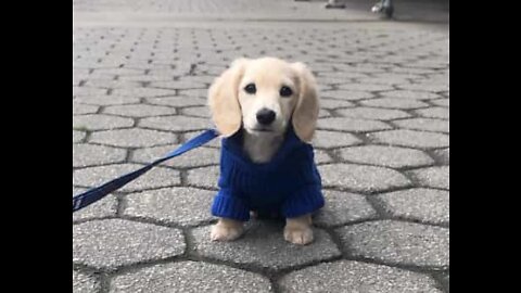 Dachshund puppy thinks his reflection is another dog