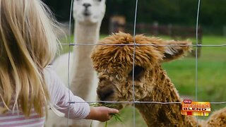 Unique Travel Experiences for Animal Lovers