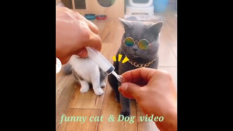 Funny cats & Dog video #