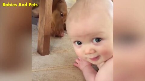 Funny Baby And Vizsla Dogs Playing Together Cute Baby Video YouTube 720p720p