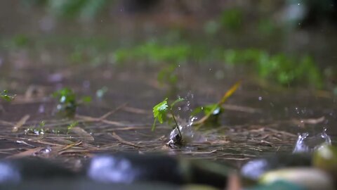 Long Shot of Tiny Plant In Rain Storm