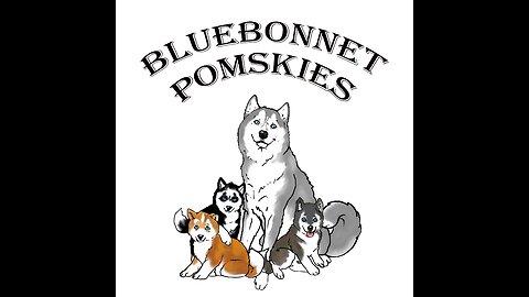 Turnkey & Trained Pomsky Puppies With Families & Service Dog Training In Mind
