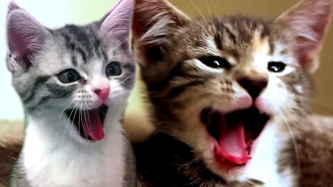 Baby cat, Baby cats, Cat baby, Cat video #Muzmil