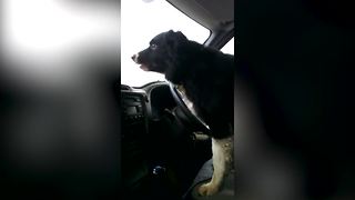 Hilarious Dog Does Not Like The Car Wash