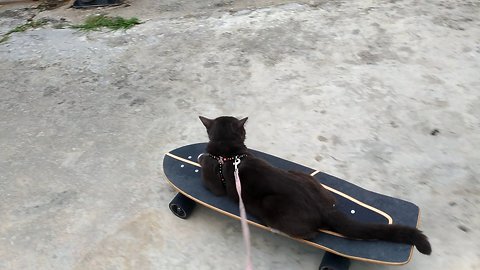 Kitten goes for a skateboard ride