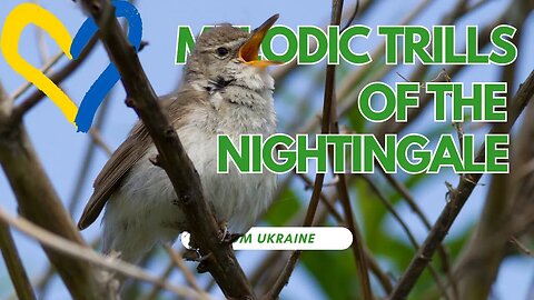 The Melodic Trills of the Nightingale