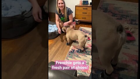 Frenchie wears shoes for the first time!