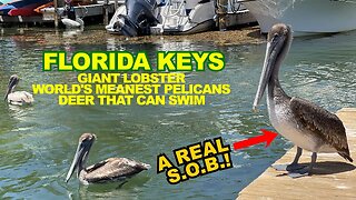 FLORIDA KEYS: Giant Lobster, Aggressive Pelicans & Deer That Swim - The OVERSEAS HIGHWAY!