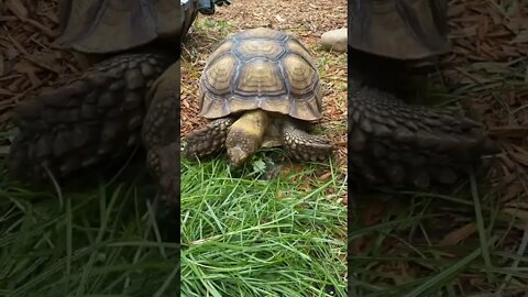 Time Lapse Tortellini the Tortoise vs Grass #shorts #sulcata #sulcatatortoise #tortoise #timmcgraw