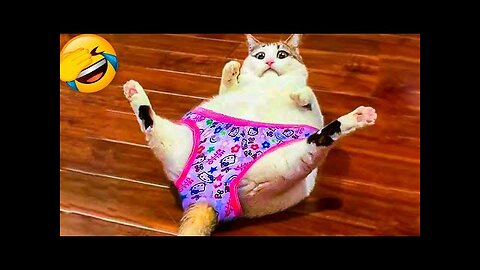 Funny Animal Videos 2022 😂 - Best Dogs And Cats Videos 😺😍