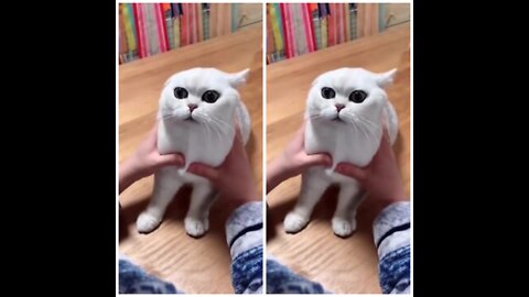 most satisfying funny cat video 😂😂😂