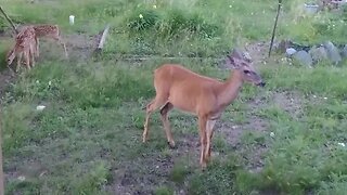 Mother Doe & her Fawns