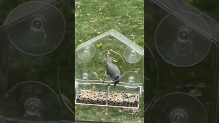 Installed a suction cup bird feeder. Lots of fun! Brings you close to nature! #nature #birds #wild