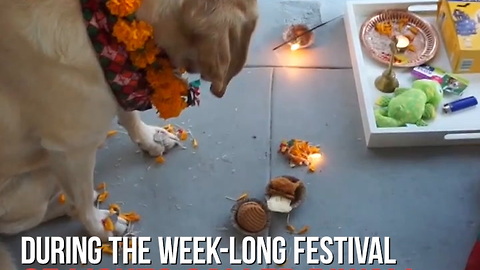 Kukur Tihar Is a Celebration Just for Dogs