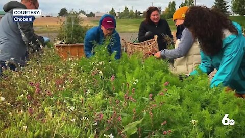 chobani employees planting garden to fight food insecurity