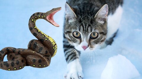 Cat vs Snake Real Fight #Funny Animal