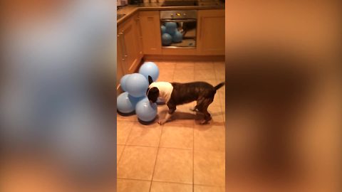 Bull Terrier Dog Attacks And Pops A Bunch Of Balloons