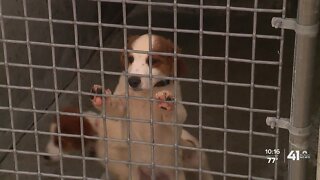 Warrensburg animal shelter closes due to budget cuts