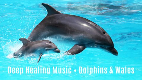 Dolphins & Whales Healing Songs 🐬 With beautiful Music for Inner Peace and Harmony