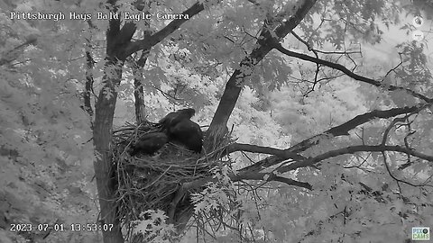 Hays Eagles Mom calls H19 in for lunch, H20 is done feasting! 07-01-2023 13:53