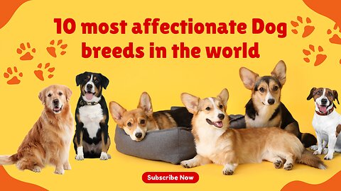 10 Most Loving Dog Breeds In The World I 10 Most Affectionate Dog Breeds in the World I Family Pets
