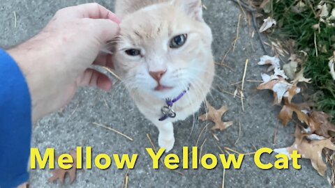 Mellow Yellow Cat