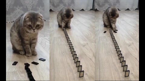 CAT PLAYING WITH DOMINO