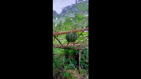 My small vegetable garden