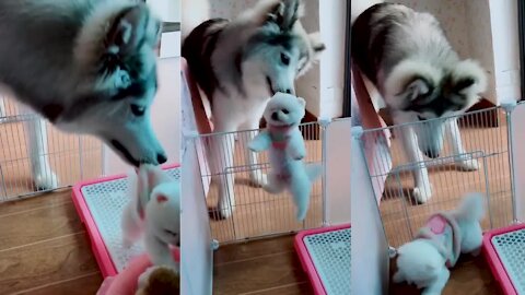 Pomeranian Puppies😘😍-Funny Puppy & Cute Video