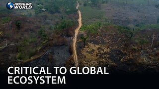 Deforestation in legal Amazon drops to 22.3% in one year