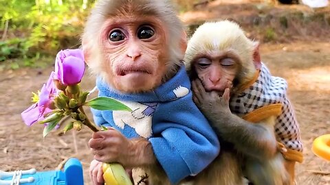 Baby monkeys walk in the forest and pick a lot of delicious fruits