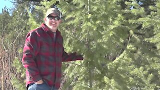 Cutting down a Christmas tree in the forest provides family fun
