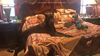 Funny Great Dane Needs a Boost to Get into Bed