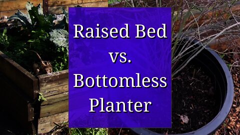 Bottomless Planters in Comparison to Raised Beds