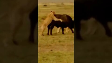 Lion Takes Down Buffalo / Wildlife at its Best