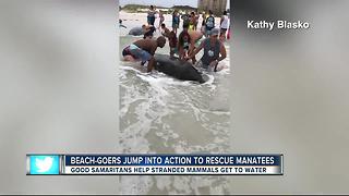 Over 100 People Help Save Stranded Manatees On The Beach