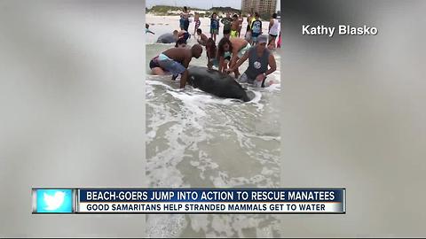 Over 100 People Help Save Stranded Manatees On The Beach