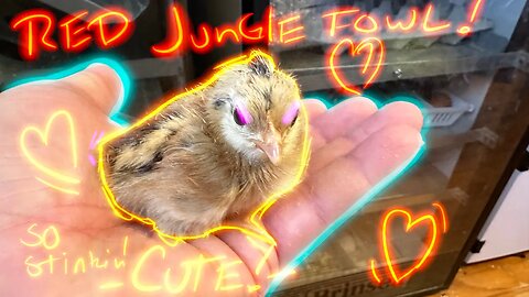 Red Jungle Fowl Chick Hatch!