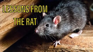 TRP Reddit: Lessons From The Rat