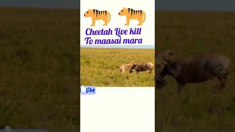 Cheetah Live killed to antelope ®#shorts #shortsfeed #youtubeshorts