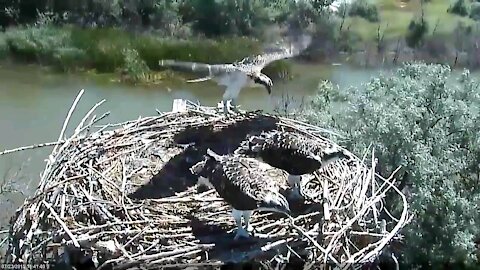 Osprey Chicks Leaning To Fly