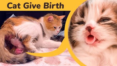 How Mummy Cat Give a Kitty Birth😮