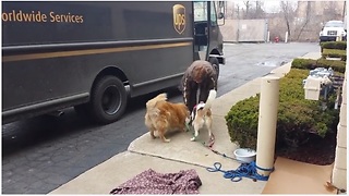 UPS Driver Stops By To Give Treats To Waiting Dogs