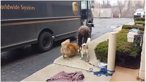 UPS Driver Stops By To Give Treats To Waiting Dogs