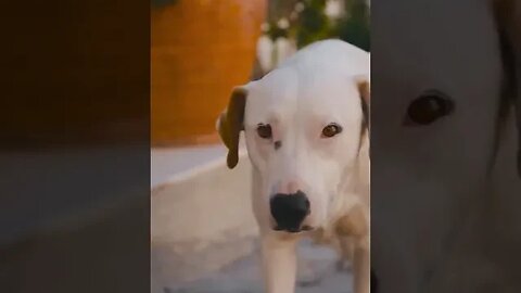 Dog In Slow Motion #pet 😱 #dog #viralshortvideo