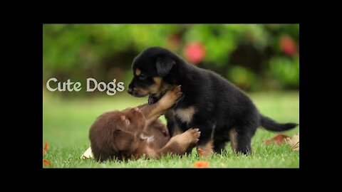 Two Cute Dog Puppies Playing || Best Relaxing Videos ||