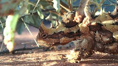 Worlds Weirdest Lizard! #reptile #lizard #animals